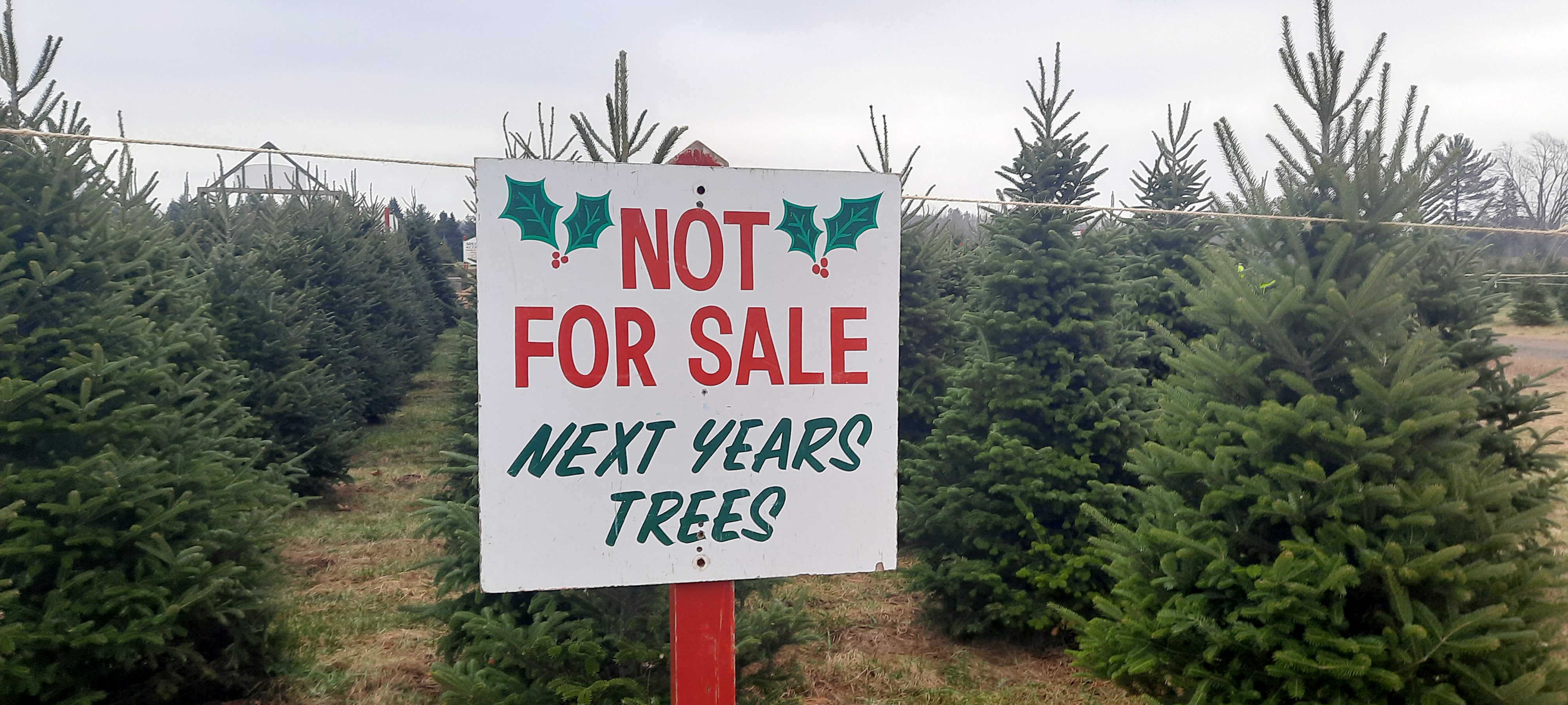 A sign placed in front of many Christmas trees that says "Not for sale, next year's trees."